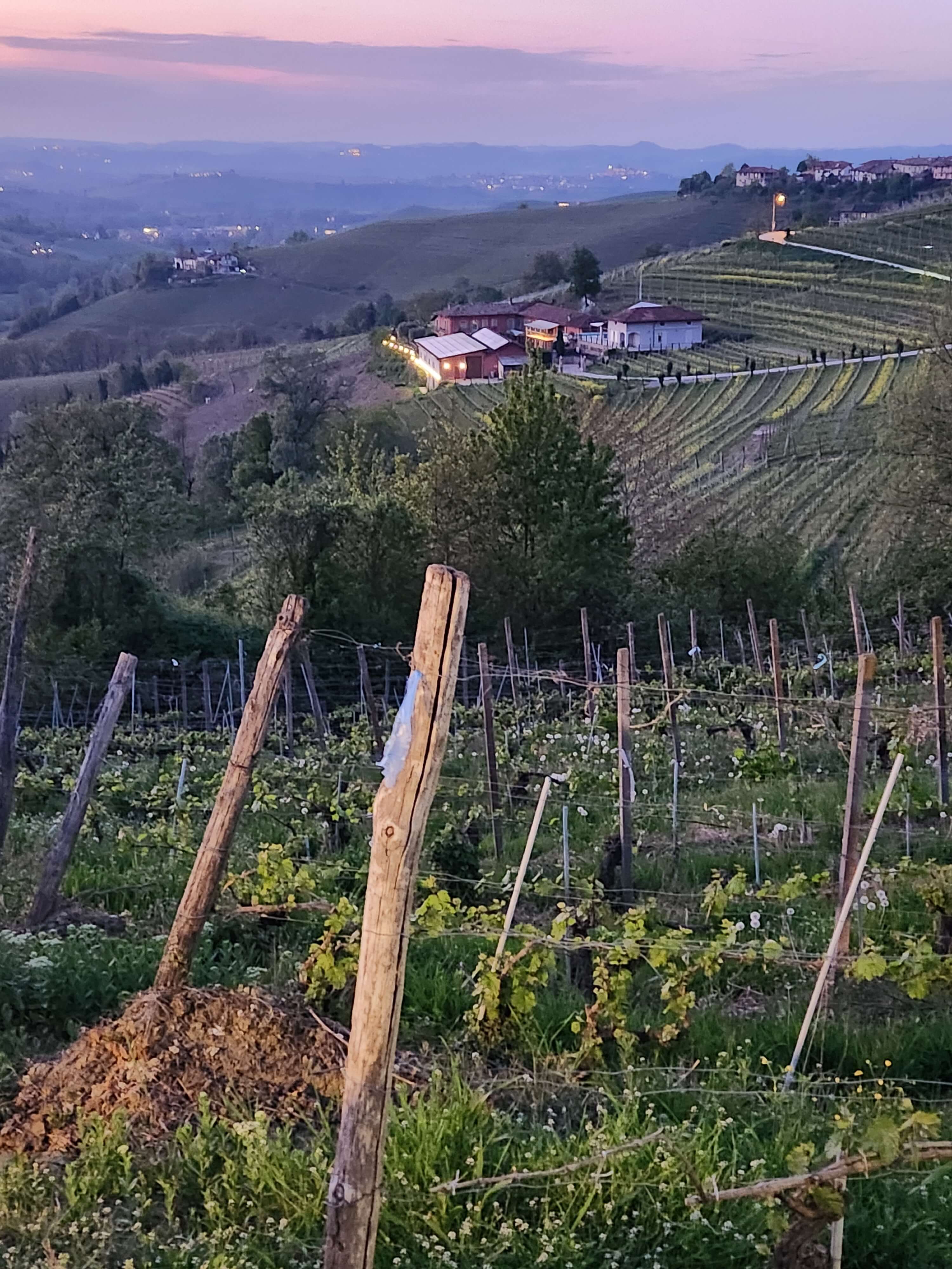 Vignes des Langhe au crépuscule, lumière rose, domaine de Barolo, Piémont
