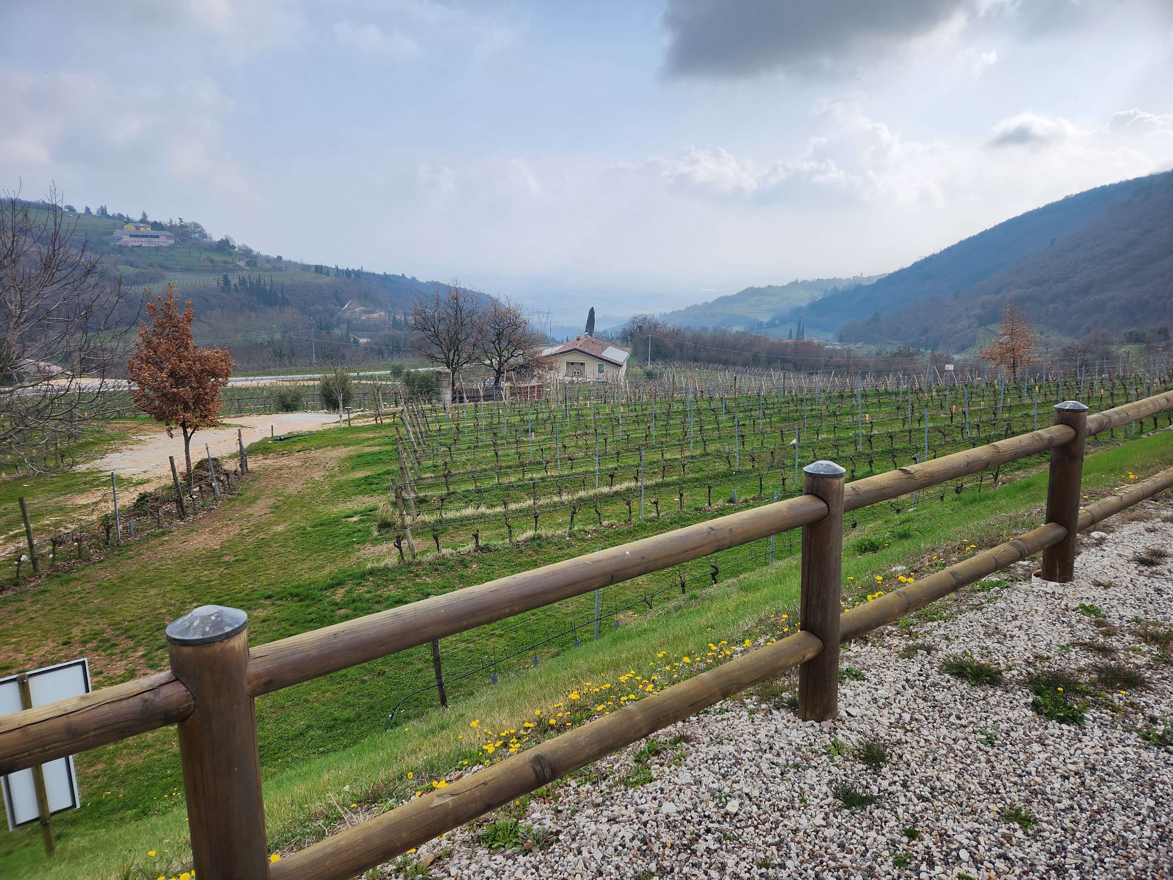 Vignes en rangs sur les coteaux de Valpolicella, lac de Garde visible au fond de la vallée