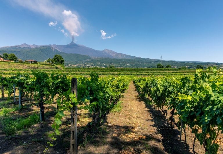 Vignes au pied de l'Etna en Sicile